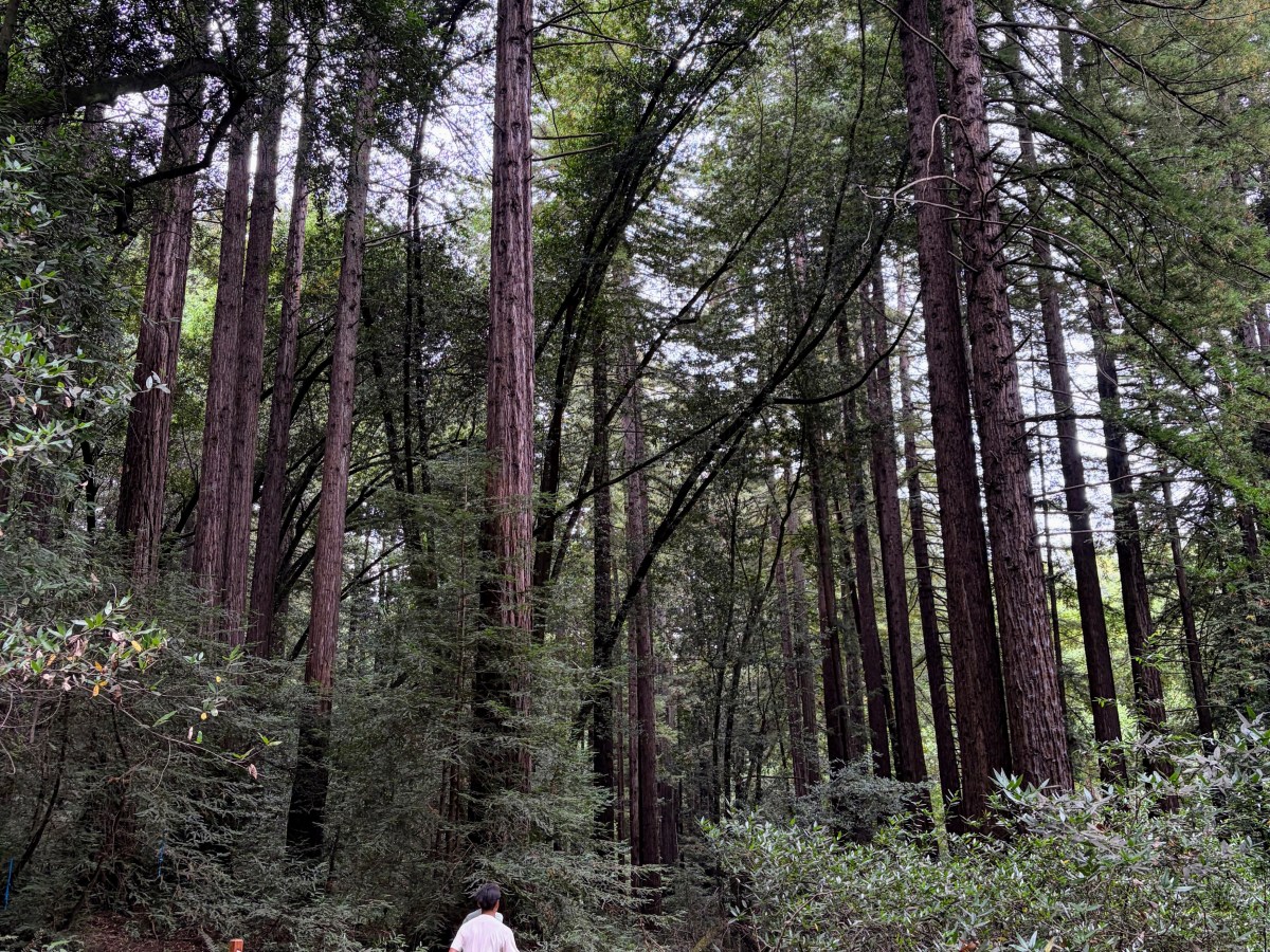 Redwood Summer Trail Run&nbsp;(50KM)